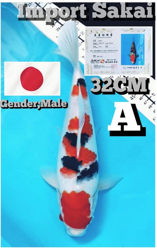 Lelang Koi Online, Jual Beli Ikan Koi, Pusat Jual Beli Koi, Info Lelang Koi Hari Ini, Platform Jual Beli Koi, Jual Beli Ikan Koi Online, Marketplace Ikan Koi, Jual Koi Terbaik, Tempat Beli Koi Berkualitas, Pasar Ikan Koi Online Terpercaya, Penjual Ikan Koi Terpercaya, Beli Koi Hias Online, Ikan Koi untuk Dijual, Koi Kualitas Terbaik, Toko Online Ikan Koi, Koi Hias Untuk Dijual, Jual Beli Ikan Koi Lokal, Koi Indonesia Online, Pusat Jual Beli Koi Terbesar