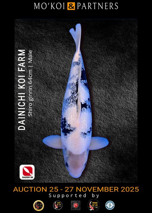 Lelang Koi Online, Jual Beli Ikan Koi, Pusat Jual Beli Koi, Info Lelang Koi Hari Ini, Platform Jual Beli Koi, Jual Beli Ikan Koi Online, Marketplace Ikan Koi, Jual Koi Terbaik, Tempat Beli Koi Berkualitas, Pasar Ikan Koi Online Terpercaya, Penjual Ikan Koi Terpercaya, Beli Koi Hias Online, Ikan Koi untuk Dijual, Koi Kualitas Terbaik, Toko Online Ikan Koi, Koi Hias Untuk Dijual, Jual Beli Ikan Koi Lokal, Koi Indonesia Online, Pusat Jual Beli Koi Terbesar