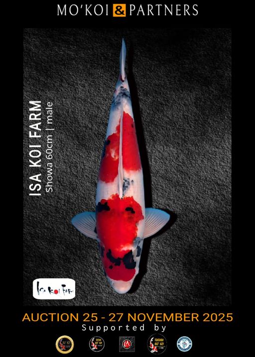 Lelang Koi Online, Jual Beli Ikan Koi, Pusat Jual Beli Koi, Info Lelang Koi Hari Ini, Platform Jual Beli Koi, Jual Beli Ikan Koi Online, Marketplace Ikan Koi, Jual Koi Terbaik, Tempat Beli Koi Berkualitas, Pasar Ikan Koi Online Terpercaya, Penjual Ikan Koi Terpercaya, Beli Koi Hias Online, Ikan Koi untuk Dijual, Koi Kualitas Terbaik, Toko Online Ikan Koi, Koi Hias Untuk Dijual, Jual Beli Ikan Koi Lokal, Koi Indonesia Online, Pusat Jual Beli Koi Terbesar
