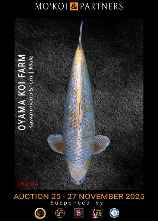 Lelang Koi Online, Jual Beli Ikan Koi, Pusat Jual Beli Koi, Info Lelang Koi Hari Ini, Platform Jual Beli Koi, Jual Beli Ikan Koi Online, Marketplace Ikan Koi, Jual Koi Terbaik, Tempat Beli Koi Berkualitas, Pasar Ikan Koi Online Terpercaya, Penjual Ikan Koi Terpercaya, Beli Koi Hias Online, Ikan Koi untuk Dijual, Koi Kualitas Terbaik, Toko Online Ikan Koi, Koi Hias Untuk Dijual, Jual Beli Ikan Koi Lokal, Koi Indonesia Online, Pusat Jual Beli Koi Terbesar