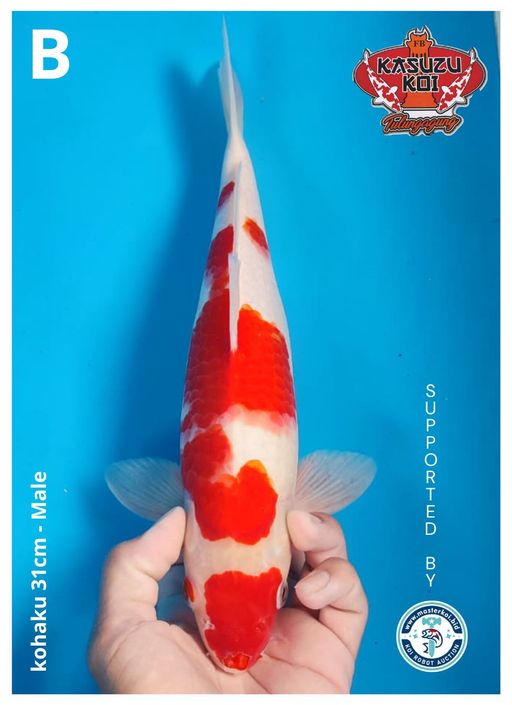Lelang Koi Online, Jual Beli Ikan Koi, Pusat Jual Beli Koi, Info Lelang Koi Hari Ini, Platform Jual Beli Koi, Jual Beli Ikan Koi Online, Marketplace Ikan Koi, Jual Koi Terbaik, Tempat Beli Koi Berkualitas, Pasar Ikan Koi Online Terpercaya, Penjual Ikan Koi Terpercaya, Beli Koi Hias Online, Ikan Koi untuk Dijual, Koi Kualitas Terbaik, Toko Online Ikan Koi, Koi Hias Untuk Dijual, Jual Beli Ikan Koi Lokal, Koi Indonesia Online, Pusat Jual Beli Koi Terbesar