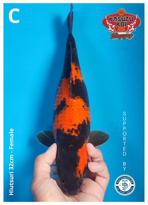 Lelang Koi Online, Jual Beli Ikan Koi, Pusat Jual Beli Koi, Info Lelang Koi Hari Ini, Platform Jual Beli Koi, Jual Beli Ikan Koi Online, Marketplace Ikan Koi, Jual Koi Terbaik, Tempat Beli Koi Berkualitas, Pasar Ikan Koi Online Terpercaya, Penjual Ikan Koi Terpercaya, Beli Koi Hias Online, Ikan Koi untuk Dijual, Koi Kualitas Terbaik, Toko Online Ikan Koi, Koi Hias Untuk Dijual, Jual Beli Ikan Koi Lokal, Koi Indonesia Online, Pusat Jual Beli Koi Terbesar