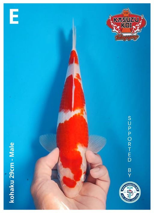 Lelang Koi Online, Jual Beli Ikan Koi, Pusat Jual Beli Koi, Info Lelang Koi Hari Ini, Platform Jual Beli Koi, Jual Beli Ikan Koi Online, Marketplace Ikan Koi, Jual Koi Terbaik, Tempat Beli Koi Berkualitas, Pasar Ikan Koi Online Terpercaya, Penjual Ikan Koi Terpercaya, Beli Koi Hias Online, Ikan Koi untuk Dijual, Koi Kualitas Terbaik, Toko Online Ikan Koi, Koi Hias Untuk Dijual, Jual Beli Ikan Koi Lokal, Koi Indonesia Online, Pusat Jual Beli Koi Terbesar