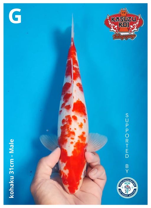Lelang Koi Online, Jual Beli Ikan Koi, Pusat Jual Beli Koi, Info Lelang Koi Hari Ini, Platform Jual Beli Koi, Jual Beli Ikan Koi Online, Marketplace Ikan Koi, Jual Koi Terbaik, Tempat Beli Koi Berkualitas, Pasar Ikan Koi Online Terpercaya, Penjual Ikan Koi Terpercaya, Beli Koi Hias Online, Ikan Koi untuk Dijual, Koi Kualitas Terbaik, Toko Online Ikan Koi, Koi Hias Untuk Dijual, Jual Beli Ikan Koi Lokal, Koi Indonesia Online, Pusat Jual Beli Koi Terbesar