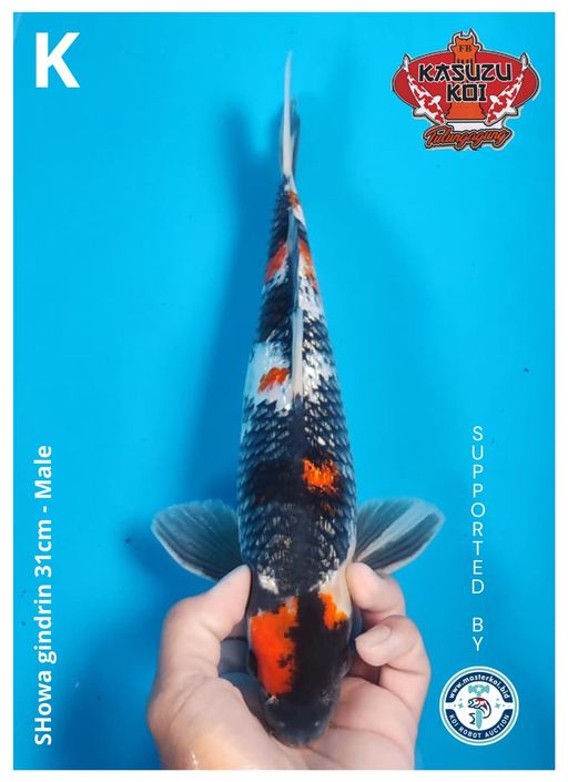 Lelang Koi Online, Jual Beli Ikan Koi, Pusat Jual Beli Koi, Info Lelang Koi Hari Ini, Platform Jual Beli Koi, Jual Beli Ikan Koi Online, Marketplace Ikan Koi, Jual Koi Terbaik, Tempat Beli Koi Berkualitas, Pasar Ikan Koi Online Terpercaya, Penjual Ikan Koi Terpercaya, Beli Koi Hias Online, Ikan Koi untuk Dijual, Koi Kualitas Terbaik, Toko Online Ikan Koi, Koi Hias Untuk Dijual, Jual Beli Ikan Koi Lokal, Koi Indonesia Online, Pusat Jual Beli Koi Terbesar