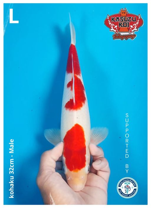 Lelang Koi Online, Jual Beli Ikan Koi, Pusat Jual Beli Koi, Info Lelang Koi Hari Ini, Platform Jual Beli Koi, Jual Beli Ikan Koi Online, Marketplace Ikan Koi, Jual Koi Terbaik, Tempat Beli Koi Berkualitas, Pasar Ikan Koi Online Terpercaya, Penjual Ikan Koi Terpercaya, Beli Koi Hias Online, Ikan Koi untuk Dijual, Koi Kualitas Terbaik, Toko Online Ikan Koi, Koi Hias Untuk Dijual, Jual Beli Ikan Koi Lokal, Koi Indonesia Online, Pusat Jual Beli Koi Terbesar