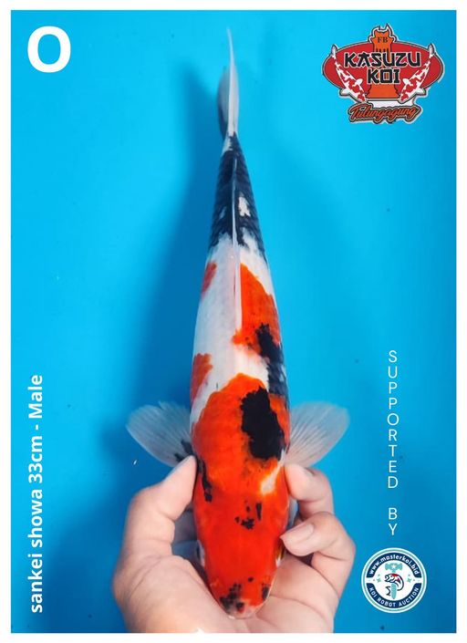 Lelang Koi Online, Jual Beli Ikan Koi, Pusat Jual Beli Koi, Info Lelang Koi Hari Ini, Platform Jual Beli Koi, Jual Beli Ikan Koi Online, Marketplace Ikan Koi, Jual Koi Terbaik, Tempat Beli Koi Berkualitas, Pasar Ikan Koi Online Terpercaya, Penjual Ikan Koi Terpercaya, Beli Koi Hias Online, Ikan Koi untuk Dijual, Koi Kualitas Terbaik, Toko Online Ikan Koi, Koi Hias Untuk Dijual, Jual Beli Ikan Koi Lokal, Koi Indonesia Online, Pusat Jual Beli Koi Terbesar