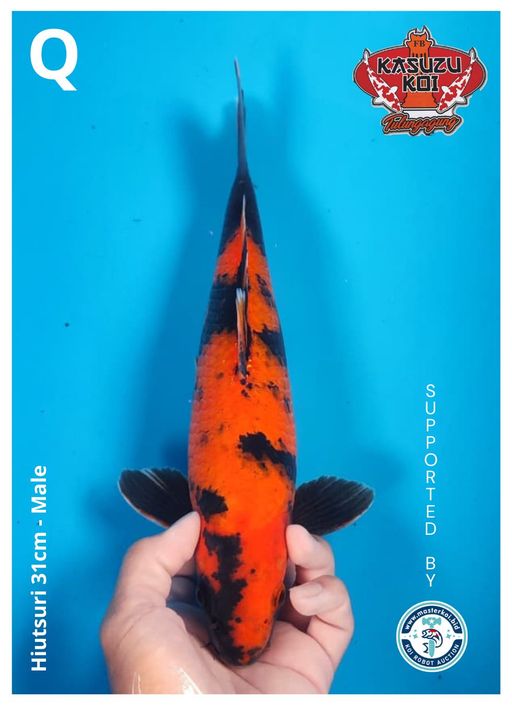 Lelang Koi Online, Jual Beli Ikan Koi, Pusat Jual Beli Koi, Info Lelang Koi Hari Ini, Platform Jual Beli Koi, Jual Beli Ikan Koi Online, Marketplace Ikan Koi, Jual Koi Terbaik, Tempat Beli Koi Berkualitas, Pasar Ikan Koi Online Terpercaya, Penjual Ikan Koi Terpercaya, Beli Koi Hias Online, Ikan Koi untuk Dijual, Koi Kualitas Terbaik, Toko Online Ikan Koi, Koi Hias Untuk Dijual, Jual Beli Ikan Koi Lokal, Koi Indonesia Online, Pusat Jual Beli Koi Terbesar
