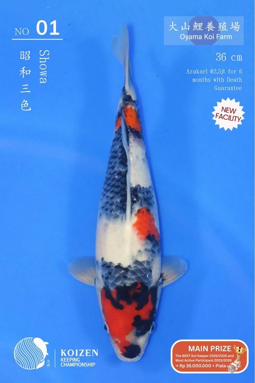 Lelang Koi Online, Jual Beli Ikan Koi, Pusat Jual Beli Koi, Info Lelang Koi Hari Ini, Platform Jual Beli Koi, Jual Beli Ikan Koi Online, Marketplace Ikan Koi, Jual Koi Terbaik, Tempat Beli Koi Berkualitas, Pasar Ikan Koi Online Terpercaya, Penjual Ikan Koi Terpercaya, Beli Koi Hias Online, Ikan Koi untuk Dijual, Koi Kualitas Terbaik, Toko Online Ikan Koi, Koi Hias Untuk Dijual, Jual Beli Ikan Koi Lokal, Koi Indonesia Online, Pusat Jual Beli Koi Terbesar