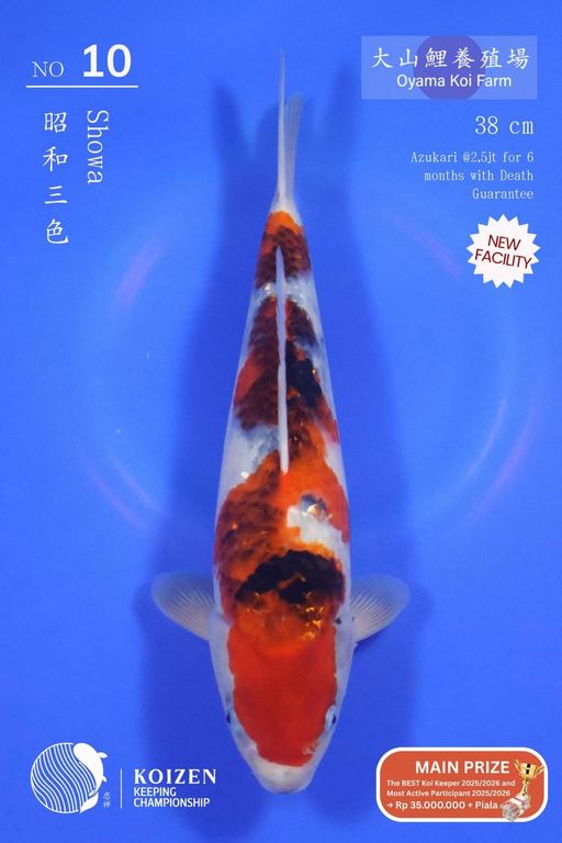 Lelang Koi Online, Jual Beli Ikan Koi, Pusat Jual Beli Koi, Info Lelang Koi Hari Ini, Platform Jual Beli Koi, Jual Beli Ikan Koi Online, Marketplace Ikan Koi, Jual Koi Terbaik, Tempat Beli Koi Berkualitas, Pasar Ikan Koi Online Terpercaya, Penjual Ikan Koi Terpercaya, Beli Koi Hias Online, Ikan Koi untuk Dijual, Koi Kualitas Terbaik, Toko Online Ikan Koi, Koi Hias Untuk Dijual, Jual Beli Ikan Koi Lokal, Koi Indonesia Online, Pusat Jual Beli Koi Terbesar