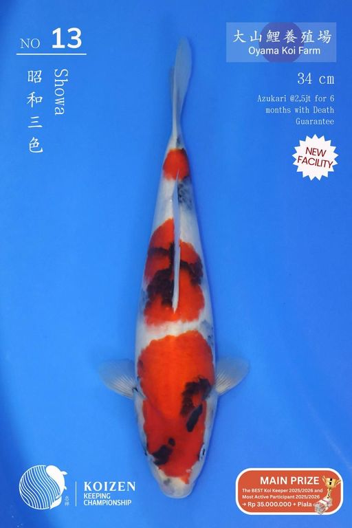 Lelang Koi Online, Jual Beli Ikan Koi, Pusat Jual Beli Koi, Info Lelang Koi Hari Ini, Platform Jual Beli Koi, Jual Beli Ikan Koi Online, Marketplace Ikan Koi, Jual Koi Terbaik, Tempat Beli Koi Berkualitas, Pasar Ikan Koi Online Terpercaya, Penjual Ikan Koi Terpercaya, Beli Koi Hias Online, Ikan Koi untuk Dijual, Koi Kualitas Terbaik, Toko Online Ikan Koi, Koi Hias Untuk Dijual, Jual Beli Ikan Koi Lokal, Koi Indonesia Online, Pusat Jual Beli Koi Terbesar