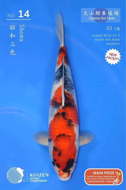 Lelang Koi Online, Jual Beli Ikan Koi, Pusat Jual Beli Koi, Info Lelang Koi Hari Ini, Platform Jual Beli Koi, Jual Beli Ikan Koi Online, Marketplace Ikan Koi, Jual Koi Terbaik, Tempat Beli Koi Berkualitas, Pasar Ikan Koi Online Terpercaya, Penjual Ikan Koi Terpercaya, Beli Koi Hias Online, Ikan Koi untuk Dijual, Koi Kualitas Terbaik, Toko Online Ikan Koi, Koi Hias Untuk Dijual, Jual Beli Ikan Koi Lokal, Koi Indonesia Online, Pusat Jual Beli Koi Terbesar