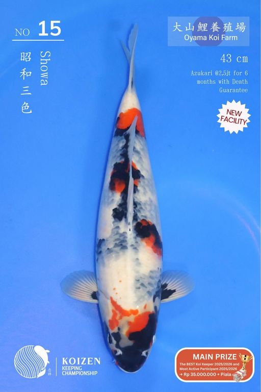 Lelang Koi Online, Jual Beli Ikan Koi, Pusat Jual Beli Koi, Info Lelang Koi Hari Ini, Platform Jual Beli Koi, Jual Beli Ikan Koi Online, Marketplace Ikan Koi, Jual Koi Terbaik, Tempat Beli Koi Berkualitas, Pasar Ikan Koi Online Terpercaya, Penjual Ikan Koi Terpercaya, Beli Koi Hias Online, Ikan Koi untuk Dijual, Koi Kualitas Terbaik, Toko Online Ikan Koi, Koi Hias Untuk Dijual, Jual Beli Ikan Koi Lokal, Koi Indonesia Online, Pusat Jual Beli Koi Terbesar
