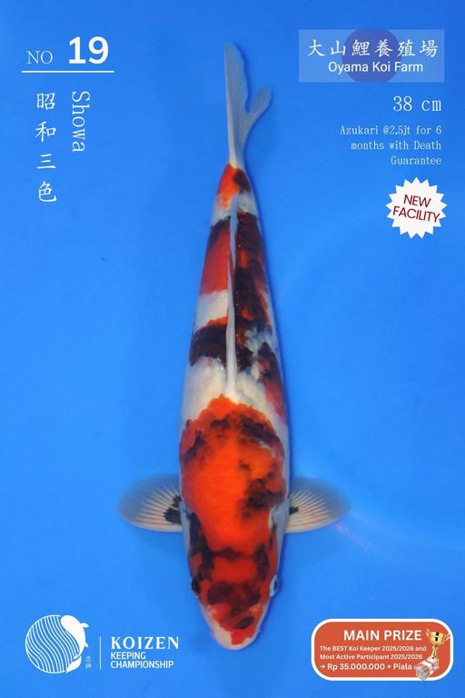 Lelang Koi Online, Jual Beli Ikan Koi, Pusat Jual Beli Koi, Info Lelang Koi Hari Ini, Platform Jual Beli Koi, Jual Beli Ikan Koi Online, Marketplace Ikan Koi, Jual Koi Terbaik, Tempat Beli Koi Berkualitas, Pasar Ikan Koi Online Terpercaya, Penjual Ikan Koi Terpercaya, Beli Koi Hias Online, Ikan Koi untuk Dijual, Koi Kualitas Terbaik, Toko Online Ikan Koi, Koi Hias Untuk Dijual, Jual Beli Ikan Koi Lokal, Koi Indonesia Online, Pusat Jual Beli Koi Terbesar
