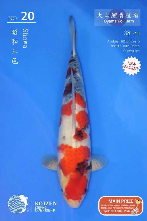 Lelang Koi Online, Jual Beli Ikan Koi, Pusat Jual Beli Koi, Info Lelang Koi Hari Ini, Platform Jual Beli Koi, Jual Beli Ikan Koi Online, Marketplace Ikan Koi, Jual Koi Terbaik, Tempat Beli Koi Berkualitas, Pasar Ikan Koi Online Terpercaya, Penjual Ikan Koi Terpercaya, Beli Koi Hias Online, Ikan Koi untuk Dijual, Koi Kualitas Terbaik, Toko Online Ikan Koi, Koi Hias Untuk Dijual, Jual Beli Ikan Koi Lokal, Koi Indonesia Online, Pusat Jual Beli Koi Terbesar