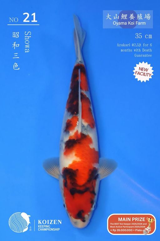 Lelang Koi Online, Jual Beli Ikan Koi, Pusat Jual Beli Koi, Info Lelang Koi Hari Ini, Platform Jual Beli Koi, Jual Beli Ikan Koi Online, Marketplace Ikan Koi, Jual Koi Terbaik, Tempat Beli Koi Berkualitas, Pasar Ikan Koi Online Terpercaya, Penjual Ikan Koi Terpercaya, Beli Koi Hias Online, Ikan Koi untuk Dijual, Koi Kualitas Terbaik, Toko Online Ikan Koi, Koi Hias Untuk Dijual, Jual Beli Ikan Koi Lokal, Koi Indonesia Online, Pusat Jual Beli Koi Terbesar