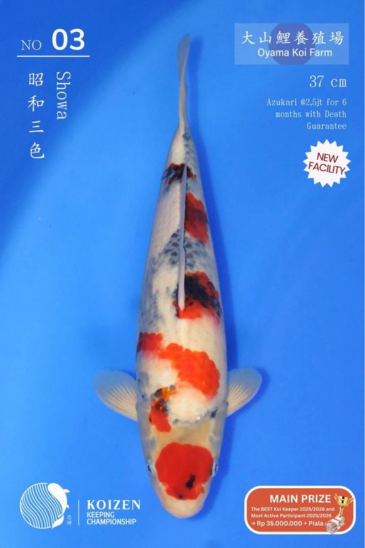 Lelang Koi Online, Jual Beli Ikan Koi, Pusat Jual Beli Koi, Info Lelang Koi Hari Ini, Platform Jual Beli Koi, Jual Beli Ikan Koi Online, Marketplace Ikan Koi, Jual Koi Terbaik, Tempat Beli Koi Berkualitas, Pasar Ikan Koi Online Terpercaya, Penjual Ikan Koi Terpercaya, Beli Koi Hias Online, Ikan Koi untuk Dijual, Koi Kualitas Terbaik, Toko Online Ikan Koi, Koi Hias Untuk Dijual, Jual Beli Ikan Koi Lokal, Koi Indonesia Online, Pusat Jual Beli Koi Terbesar