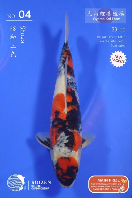 Lelang Koi Online, Jual Beli Ikan Koi, Pusat Jual Beli Koi, Info Lelang Koi Hari Ini, Platform Jual Beli Koi, Jual Beli Ikan Koi Online, Marketplace Ikan Koi, Jual Koi Terbaik, Tempat Beli Koi Berkualitas, Pasar Ikan Koi Online Terpercaya, Penjual Ikan Koi Terpercaya, Beli Koi Hias Online, Ikan Koi untuk Dijual, Koi Kualitas Terbaik, Toko Online Ikan Koi, Koi Hias Untuk Dijual, Jual Beli Ikan Koi Lokal, Koi Indonesia Online, Pusat Jual Beli Koi Terbesar