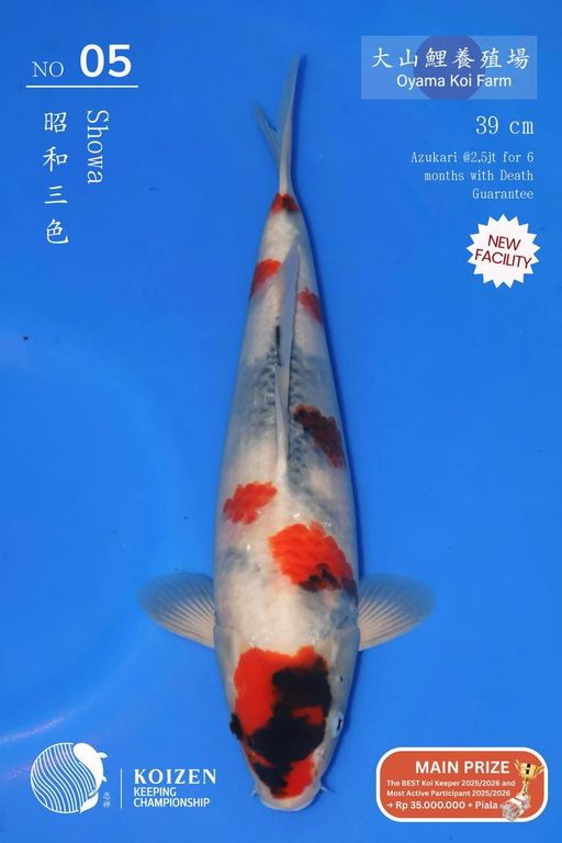 Lelang Koi Online, Jual Beli Ikan Koi, Pusat Jual Beli Koi, Info Lelang Koi Hari Ini, Platform Jual Beli Koi, Jual Beli Ikan Koi Online, Marketplace Ikan Koi, Jual Koi Terbaik, Tempat Beli Koi Berkualitas, Pasar Ikan Koi Online Terpercaya, Penjual Ikan Koi Terpercaya, Beli Koi Hias Online, Ikan Koi untuk Dijual, Koi Kualitas Terbaik, Toko Online Ikan Koi, Koi Hias Untuk Dijual, Jual Beli Ikan Koi Lokal, Koi Indonesia Online, Pusat Jual Beli Koi Terbesar