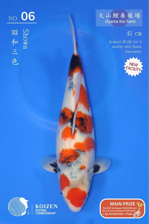 Lelang Koi Online, Jual Beli Ikan Koi, Pusat Jual Beli Koi, Info Lelang Koi Hari Ini, Platform Jual Beli Koi, Jual Beli Ikan Koi Online, Marketplace Ikan Koi, Jual Koi Terbaik, Tempat Beli Koi Berkualitas, Pasar Ikan Koi Online Terpercaya, Penjual Ikan Koi Terpercaya, Beli Koi Hias Online, Ikan Koi untuk Dijual, Koi Kualitas Terbaik, Toko Online Ikan Koi, Koi Hias Untuk Dijual, Jual Beli Ikan Koi Lokal, Koi Indonesia Online, Pusat Jual Beli Koi Terbesar