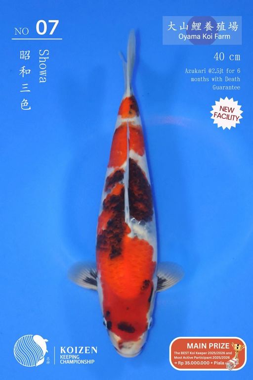 Lelang Koi Online, Jual Beli Ikan Koi, Pusat Jual Beli Koi, Info Lelang Koi Hari Ini, Platform Jual Beli Koi, Jual Beli Ikan Koi Online, Marketplace Ikan Koi, Jual Koi Terbaik, Tempat Beli Koi Berkualitas, Pasar Ikan Koi Online Terpercaya, Penjual Ikan Koi Terpercaya, Beli Koi Hias Online, Ikan Koi untuk Dijual, Koi Kualitas Terbaik, Toko Online Ikan Koi, Koi Hias Untuk Dijual, Jual Beli Ikan Koi Lokal, Koi Indonesia Online, Pusat Jual Beli Koi Terbesar