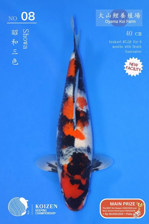 Lelang Koi Online, Jual Beli Ikan Koi, Pusat Jual Beli Koi, Info Lelang Koi Hari Ini, Platform Jual Beli Koi, Jual Beli Ikan Koi Online, Marketplace Ikan Koi, Jual Koi Terbaik, Tempat Beli Koi Berkualitas, Pasar Ikan Koi Online Terpercaya, Penjual Ikan Koi Terpercaya, Beli Koi Hias Online, Ikan Koi untuk Dijual, Koi Kualitas Terbaik, Toko Online Ikan Koi, Koi Hias Untuk Dijual, Jual Beli Ikan Koi Lokal, Koi Indonesia Online, Pusat Jual Beli Koi Terbesar