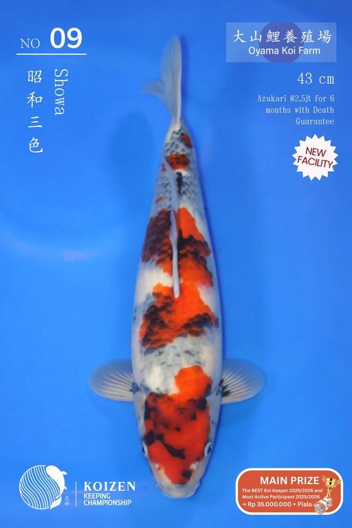 Lelang Koi Online, Jual Beli Ikan Koi, Pusat Jual Beli Koi, Info Lelang Koi Hari Ini, Platform Jual Beli Koi, Jual Beli Ikan Koi Online, Marketplace Ikan Koi, Jual Koi Terbaik, Tempat Beli Koi Berkualitas, Pasar Ikan Koi Online Terpercaya, Penjual Ikan Koi Terpercaya, Beli Koi Hias Online, Ikan Koi untuk Dijual, Koi Kualitas Terbaik, Toko Online Ikan Koi, Koi Hias Untuk Dijual, Jual Beli Ikan Koi Lokal, Koi Indonesia Online, Pusat Jual Beli Koi Terbesar