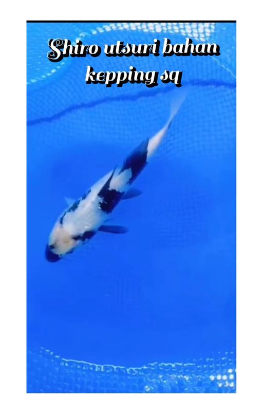 Lelang Koi Online, Jual Beli Ikan Koi, Pusat Jual Beli Koi, Info Lelang Koi Hari Ini, Platform Jual Beli Koi, Jual Beli Ikan Koi Online, Marketplace Ikan Koi, Jual Koi Terbaik, Tempat Beli Koi Berkualitas, Pasar Ikan Koi Online Terpercaya, Penjual Ikan Koi Terpercaya, Beli Koi Hias Online, Ikan Koi untuk Dijual, Koi Kualitas Terbaik, Toko Online Ikan Koi, Koi Hias Untuk Dijual, Jual Beli Ikan Koi Lokal, Koi Indonesia Online, Pusat Jual Beli Koi Terbesar