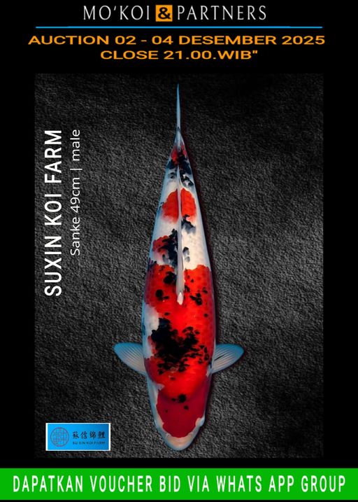 Lelang Koi Online, Jual Beli Ikan Koi, Pusat Jual Beli Koi, Info Lelang Koi Hari Ini, Platform Jual Beli Koi, Jual Beli Ikan Koi Online, Marketplace Ikan Koi, Jual Koi Terbaik, Tempat Beli Koi Berkualitas, Pasar Ikan Koi Online Terpercaya, Penjual Ikan Koi Terpercaya, Beli Koi Hias Online, Ikan Koi untuk Dijual, Koi Kualitas Terbaik, Toko Online Ikan Koi, Koi Hias Untuk Dijual, Jual Beli Ikan Koi Lokal, Koi Indonesia Online, Pusat Jual Beli Koi Terbesar