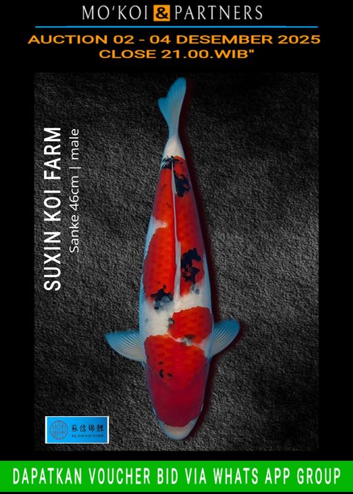 Lelang Koi Online, Jual Beli Ikan Koi, Pusat Jual Beli Koi, Info Lelang Koi Hari Ini, Platform Jual Beli Koi, Jual Beli Ikan Koi Online, Marketplace Ikan Koi, Jual Koi Terbaik, Tempat Beli Koi Berkualitas, Pasar Ikan Koi Online Terpercaya, Penjual Ikan Koi Terpercaya, Beli Koi Hias Online, Ikan Koi untuk Dijual, Koi Kualitas Terbaik, Toko Online Ikan Koi, Koi Hias Untuk Dijual, Jual Beli Ikan Koi Lokal, Koi Indonesia Online, Pusat Jual Beli Koi Terbesar