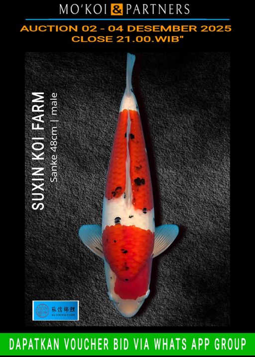 Lelang Koi Online, Jual Beli Ikan Koi, Pusat Jual Beli Koi, Info Lelang Koi Hari Ini, Platform Jual Beli Koi, Jual Beli Ikan Koi Online, Marketplace Ikan Koi, Jual Koi Terbaik, Tempat Beli Koi Berkualitas, Pasar Ikan Koi Online Terpercaya, Penjual Ikan Koi Terpercaya, Beli Koi Hias Online, Ikan Koi untuk Dijual, Koi Kualitas Terbaik, Toko Online Ikan Koi, Koi Hias Untuk Dijual, Jual Beli Ikan Koi Lokal, Koi Indonesia Online, Pusat Jual Beli Koi Terbesar