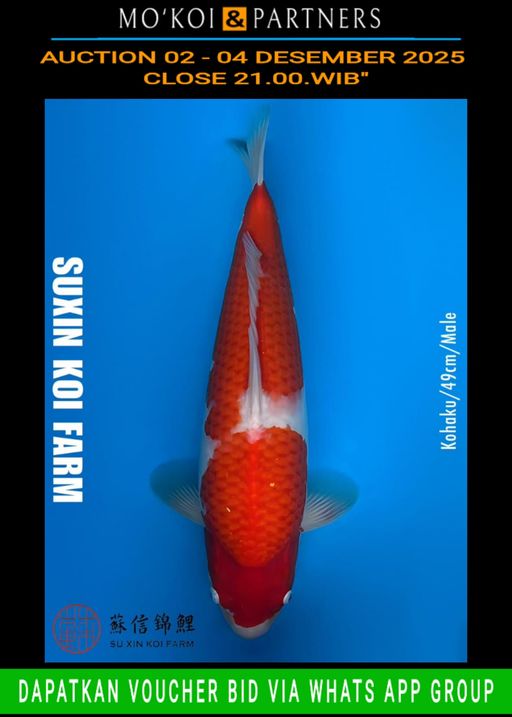 Lelang Koi Online, Jual Beli Ikan Koi, Pusat Jual Beli Koi, Info Lelang Koi Hari Ini, Platform Jual Beli Koi, Jual Beli Ikan Koi Online, Marketplace Ikan Koi, Jual Koi Terbaik, Tempat Beli Koi Berkualitas, Pasar Ikan Koi Online Terpercaya, Penjual Ikan Koi Terpercaya, Beli Koi Hias Online, Ikan Koi untuk Dijual, Koi Kualitas Terbaik, Toko Online Ikan Koi, Koi Hias Untuk Dijual, Jual Beli Ikan Koi Lokal, Koi Indonesia Online, Pusat Jual Beli Koi Terbesar