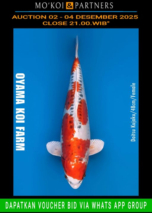 Lelang Koi Online, Jual Beli Ikan Koi, Pusat Jual Beli Koi, Info Lelang Koi Hari Ini, Platform Jual Beli Koi, Jual Beli Ikan Koi Online, Marketplace Ikan Koi, Jual Koi Terbaik, Tempat Beli Koi Berkualitas, Pasar Ikan Koi Online Terpercaya, Penjual Ikan Koi Terpercaya, Beli Koi Hias Online, Ikan Koi untuk Dijual, Koi Kualitas Terbaik, Toko Online Ikan Koi, Koi Hias Untuk Dijual, Jual Beli Ikan Koi Lokal, Koi Indonesia Online, Pusat Jual Beli Koi Terbesar