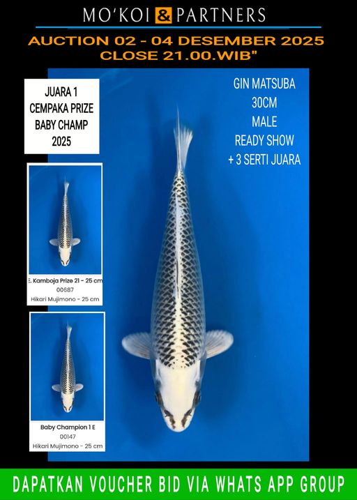 Lelang Koi Online, Jual Beli Ikan Koi, Pusat Jual Beli Koi, Info Lelang Koi Hari Ini, Platform Jual Beli Koi, Jual Beli Ikan Koi Online, Marketplace Ikan Koi, Jual Koi Terbaik, Tempat Beli Koi Berkualitas, Pasar Ikan Koi Online Terpercaya, Penjual Ikan Koi Terpercaya, Beli Koi Hias Online, Ikan Koi untuk Dijual, Koi Kualitas Terbaik, Toko Online Ikan Koi, Koi Hias Untuk Dijual, Jual Beli Ikan Koi Lokal, Koi Indonesia Online, Pusat Jual Beli Koi Terbesar
