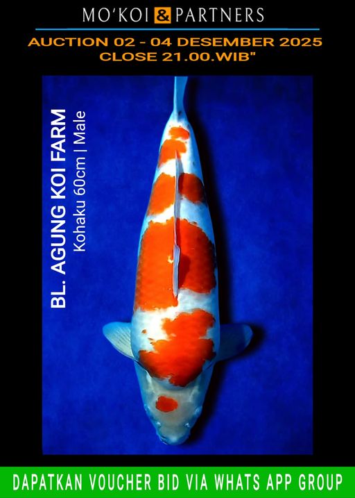 Lelang Koi Online, Jual Beli Ikan Koi, Pusat Jual Beli Koi, Info Lelang Koi Hari Ini, Platform Jual Beli Koi, Jual Beli Ikan Koi Online, Marketplace Ikan Koi, Jual Koi Terbaik, Tempat Beli Koi Berkualitas, Pasar Ikan Koi Online Terpercaya, Penjual Ikan Koi Terpercaya, Beli Koi Hias Online, Ikan Koi untuk Dijual, Koi Kualitas Terbaik, Toko Online Ikan Koi, Koi Hias Untuk Dijual, Jual Beli Ikan Koi Lokal, Koi Indonesia Online, Pusat Jual Beli Koi Terbesar