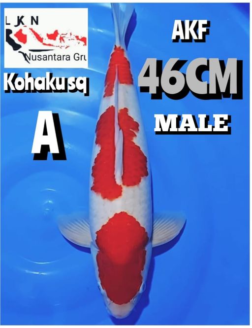 Lelang Koi Online, Jual Beli Ikan Koi, Pusat Jual Beli Koi, Info Lelang Koi Hari Ini, Platform Jual Beli Koi, Jual Beli Ikan Koi Online, Marketplace Ikan Koi, Jual Koi Terbaik, Tempat Beli Koi Berkualitas, Pasar Ikan Koi Online Terpercaya, Penjual Ikan Koi Terpercaya, Beli Koi Hias Online, Ikan Koi untuk Dijual, Koi Kualitas Terbaik, Toko Online Ikan Koi, Koi Hias Untuk Dijual, Jual Beli Ikan Koi Lokal, Koi Indonesia Online, Pusat Jual Beli Koi Terbesar