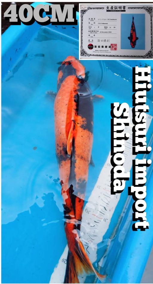 Lelang Koi Online, Jual Beli Ikan Koi, Pusat Jual Beli Koi, Info Lelang Koi Hari Ini, Platform Jual Beli Koi, Jual Beli Ikan Koi Online, Marketplace Ikan Koi, Jual Koi Terbaik, Tempat Beli Koi Berkualitas, Pasar Ikan Koi Online Terpercaya, Penjual Ikan Koi Terpercaya, Beli Koi Hias Online, Ikan Koi untuk Dijual, Koi Kualitas Terbaik, Toko Online Ikan Koi, Koi Hias Untuk Dijual, Jual Beli Ikan Koi Lokal, Koi Indonesia Online, Pusat Jual Beli Koi Terbesar