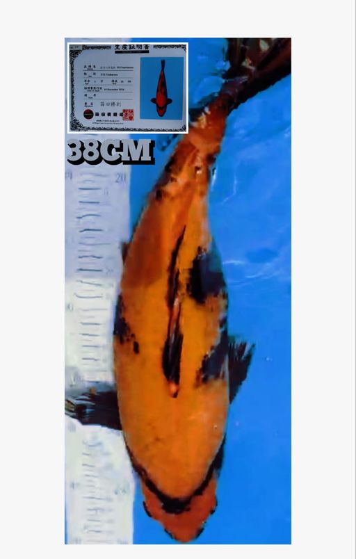 Lelang Koi Online, Jual Beli Ikan Koi, Pusat Jual Beli Koi, Info Lelang Koi Hari Ini, Platform Jual Beli Koi, Jual Beli Ikan Koi Online, Marketplace Ikan Koi, Jual Koi Terbaik, Tempat Beli Koi Berkualitas, Pasar Ikan Koi Online Terpercaya, Penjual Ikan Koi Terpercaya, Beli Koi Hias Online, Ikan Koi untuk Dijual, Koi Kualitas Terbaik, Toko Online Ikan Koi, Koi Hias Untuk Dijual, Jual Beli Ikan Koi Lokal, Koi Indonesia Online, Pusat Jual Beli Koi Terbesar