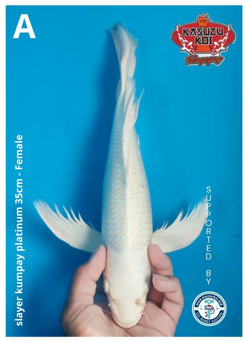 Lelang Koi Online, Jual Beli Ikan Koi, Pusat Jual Beli Koi, Info Lelang Koi Hari Ini, Platform Jual Beli Koi, Jual Beli Ikan Koi Online, Marketplace Ikan Koi, Jual Koi Terbaik, Tempat Beli Koi Berkualitas, Pasar Ikan Koi Online Terpercaya, Penjual Ikan Koi Terpercaya, Beli Koi Hias Online, Ikan Koi untuk Dijual, Koi Kualitas Terbaik, Toko Online Ikan Koi, Koi Hias Untuk Dijual, Jual Beli Ikan Koi Lokal, Koi Indonesia Online, Pusat Jual Beli Koi Terbesar