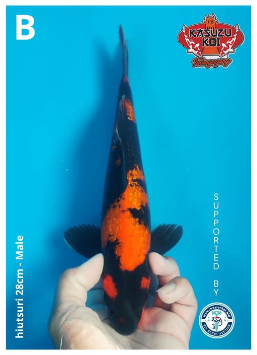 Lelang Koi Online, Jual Beli Ikan Koi, Pusat Jual Beli Koi, Info Lelang Koi Hari Ini, Platform Jual Beli Koi, Jual Beli Ikan Koi Online, Marketplace Ikan Koi, Jual Koi Terbaik, Tempat Beli Koi Berkualitas, Pasar Ikan Koi Online Terpercaya, Penjual Ikan Koi Terpercaya, Beli Koi Hias Online, Ikan Koi untuk Dijual, Koi Kualitas Terbaik, Toko Online Ikan Koi, Koi Hias Untuk Dijual, Jual Beli Ikan Koi Lokal, Koi Indonesia Online, Pusat Jual Beli Koi Terbesar