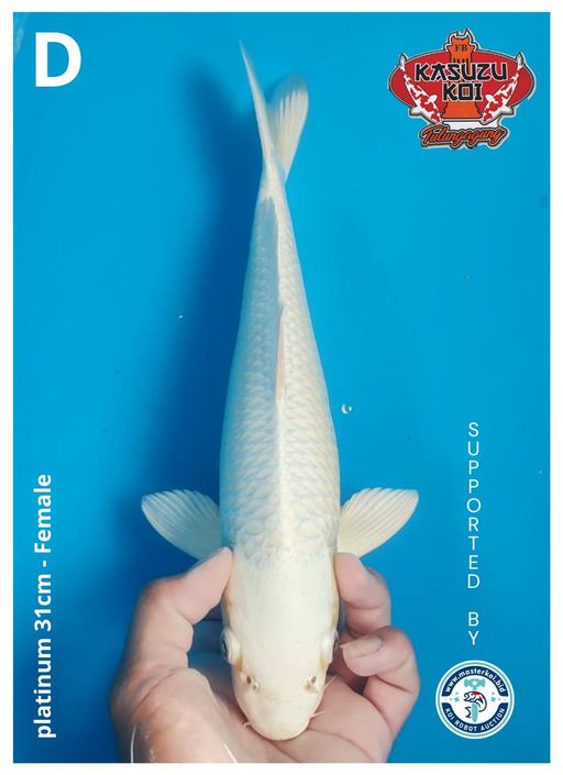 Lelang Koi Online, Jual Beli Ikan Koi, Pusat Jual Beli Koi, Info Lelang Koi Hari Ini, Platform Jual Beli Koi, Jual Beli Ikan Koi Online, Marketplace Ikan Koi, Jual Koi Terbaik, Tempat Beli Koi Berkualitas, Pasar Ikan Koi Online Terpercaya, Penjual Ikan Koi Terpercaya, Beli Koi Hias Online, Ikan Koi untuk Dijual, Koi Kualitas Terbaik, Toko Online Ikan Koi, Koi Hias Untuk Dijual, Jual Beli Ikan Koi Lokal, Koi Indonesia Online, Pusat Jual Beli Koi Terbesar