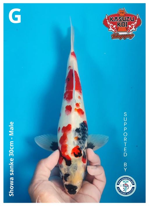 Lelang Koi Online, Jual Beli Ikan Koi, Pusat Jual Beli Koi, Info Lelang Koi Hari Ini, Platform Jual Beli Koi, Jual Beli Ikan Koi Online, Marketplace Ikan Koi, Jual Koi Terbaik, Tempat Beli Koi Berkualitas, Pasar Ikan Koi Online Terpercaya, Penjual Ikan Koi Terpercaya, Beli Koi Hias Online, Ikan Koi untuk Dijual, Koi Kualitas Terbaik, Toko Online Ikan Koi, Koi Hias Untuk Dijual, Jual Beli Ikan Koi Lokal, Koi Indonesia Online, Pusat Jual Beli Koi Terbesar