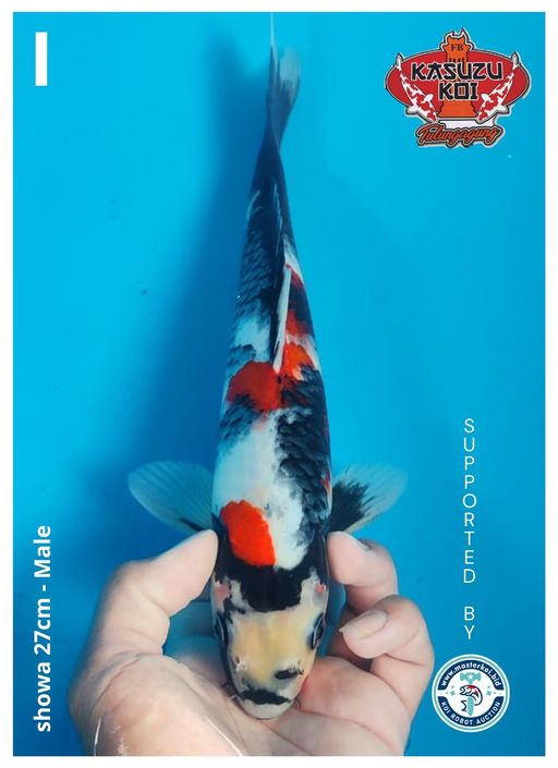 Lelang Koi Online, Jual Beli Ikan Koi, Pusat Jual Beli Koi, Info Lelang Koi Hari Ini, Platform Jual Beli Koi, Jual Beli Ikan Koi Online, Marketplace Ikan Koi, Jual Koi Terbaik, Tempat Beli Koi Berkualitas, Pasar Ikan Koi Online Terpercaya, Penjual Ikan Koi Terpercaya, Beli Koi Hias Online, Ikan Koi untuk Dijual, Koi Kualitas Terbaik, Toko Online Ikan Koi, Koi Hias Untuk Dijual, Jual Beli Ikan Koi Lokal, Koi Indonesia Online, Pusat Jual Beli Koi Terbesar