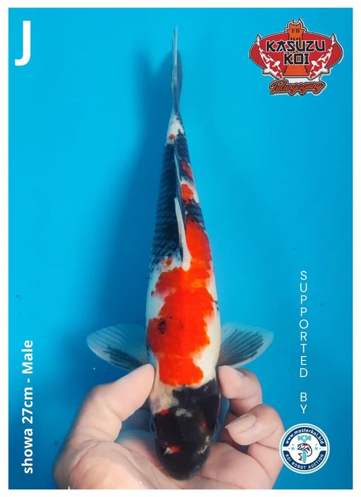 Lelang Koi Online, Jual Beli Ikan Koi, Pusat Jual Beli Koi, Info Lelang Koi Hari Ini, Platform Jual Beli Koi, Jual Beli Ikan Koi Online, Marketplace Ikan Koi, Jual Koi Terbaik, Tempat Beli Koi Berkualitas, Pasar Ikan Koi Online Terpercaya, Penjual Ikan Koi Terpercaya, Beli Koi Hias Online, Ikan Koi untuk Dijual, Koi Kualitas Terbaik, Toko Online Ikan Koi, Koi Hias Untuk Dijual, Jual Beli Ikan Koi Lokal, Koi Indonesia Online, Pusat Jual Beli Koi Terbesar