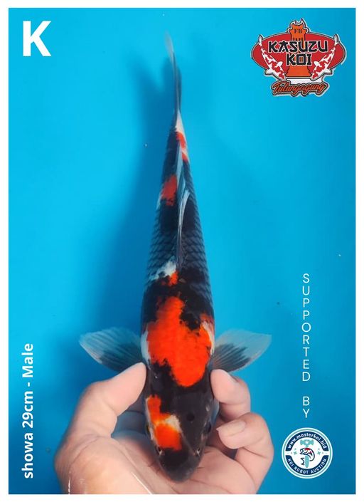 Lelang Koi Online, Jual Beli Ikan Koi, Pusat Jual Beli Koi, Info Lelang Koi Hari Ini, Platform Jual Beli Koi, Jual Beli Ikan Koi Online, Marketplace Ikan Koi, Jual Koi Terbaik, Tempat Beli Koi Berkualitas, Pasar Ikan Koi Online Terpercaya, Penjual Ikan Koi Terpercaya, Beli Koi Hias Online, Ikan Koi untuk Dijual, Koi Kualitas Terbaik, Toko Online Ikan Koi, Koi Hias Untuk Dijual, Jual Beli Ikan Koi Lokal, Koi Indonesia Online, Pusat Jual Beli Koi Terbesar
