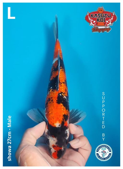 Lelang Koi Online, Jual Beli Ikan Koi, Pusat Jual Beli Koi, Info Lelang Koi Hari Ini, Platform Jual Beli Koi, Jual Beli Ikan Koi Online, Marketplace Ikan Koi, Jual Koi Terbaik, Tempat Beli Koi Berkualitas, Pasar Ikan Koi Online Terpercaya, Penjual Ikan Koi Terpercaya, Beli Koi Hias Online, Ikan Koi untuk Dijual, Koi Kualitas Terbaik, Toko Online Ikan Koi, Koi Hias Untuk Dijual, Jual Beli Ikan Koi Lokal, Koi Indonesia Online, Pusat Jual Beli Koi Terbesar