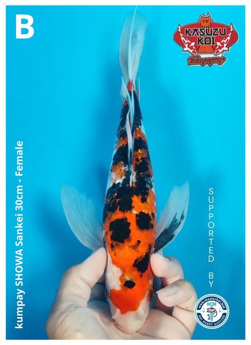 Lelang Koi Online, Jual Beli Ikan Koi, Pusat Jual Beli Koi, Info Lelang Koi Hari Ini, Platform Jual Beli Koi, Jual Beli Ikan Koi Online, Marketplace Ikan Koi, Jual Koi Terbaik, Tempat Beli Koi Berkualitas, Pasar Ikan Koi Online Terpercaya, Penjual Ikan Koi Terpercaya, Beli Koi Hias Online, Ikan Koi untuk Dijual, Koi Kualitas Terbaik, Toko Online Ikan Koi, Koi Hias Untuk Dijual, Jual Beli Ikan Koi Lokal, Koi Indonesia Online, Pusat Jual Beli Koi Terbesar