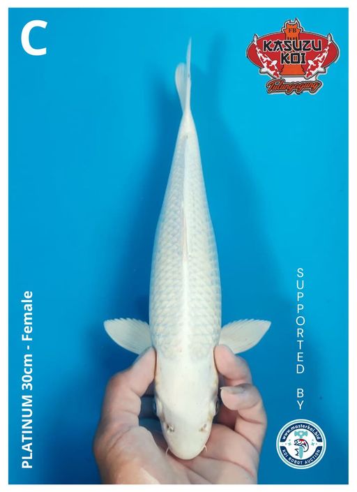 Lelang Koi Online, Jual Beli Ikan Koi, Pusat Jual Beli Koi, Info Lelang Koi Hari Ini, Platform Jual Beli Koi, Jual Beli Ikan Koi Online, Marketplace Ikan Koi, Jual Koi Terbaik, Tempat Beli Koi Berkualitas, Pasar Ikan Koi Online Terpercaya, Penjual Ikan Koi Terpercaya, Beli Koi Hias Online, Ikan Koi untuk Dijual, Koi Kualitas Terbaik, Toko Online Ikan Koi, Koi Hias Untuk Dijual, Jual Beli Ikan Koi Lokal, Koi Indonesia Online, Pusat Jual Beli Koi Terbesar