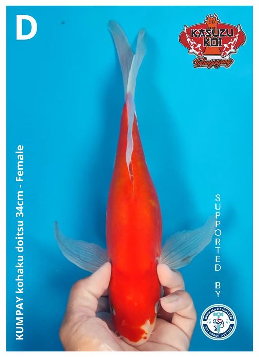 Lelang Koi Online, Jual Beli Ikan Koi, Pusat Jual Beli Koi, Info Lelang Koi Hari Ini, Platform Jual Beli Koi, Jual Beli Ikan Koi Online, Marketplace Ikan Koi, Jual Koi Terbaik, Tempat Beli Koi Berkualitas, Pasar Ikan Koi Online Terpercaya, Penjual Ikan Koi Terpercaya, Beli Koi Hias Online, Ikan Koi untuk Dijual, Koi Kualitas Terbaik, Toko Online Ikan Koi, Koi Hias Untuk Dijual, Jual Beli Ikan Koi Lokal, Koi Indonesia Online, Pusat Jual Beli Koi Terbesar