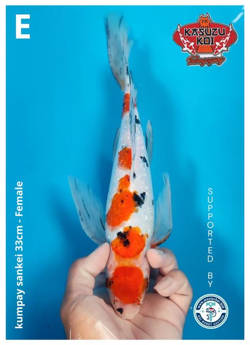 Lelang Koi Online, Jual Beli Ikan Koi, Pusat Jual Beli Koi, Info Lelang Koi Hari Ini, Platform Jual Beli Koi, Jual Beli Ikan Koi Online, Marketplace Ikan Koi, Jual Koi Terbaik, Tempat Beli Koi Berkualitas, Pasar Ikan Koi Online Terpercaya, Penjual Ikan Koi Terpercaya, Beli Koi Hias Online, Ikan Koi untuk Dijual, Koi Kualitas Terbaik, Toko Online Ikan Koi, Koi Hias Untuk Dijual, Jual Beli Ikan Koi Lokal, Koi Indonesia Online, Pusat Jual Beli Koi Terbesar